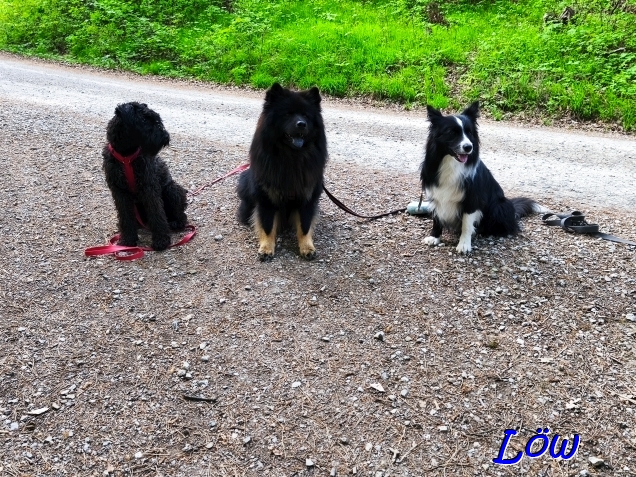 22.4.2025 - Herkules, Howard und Iva